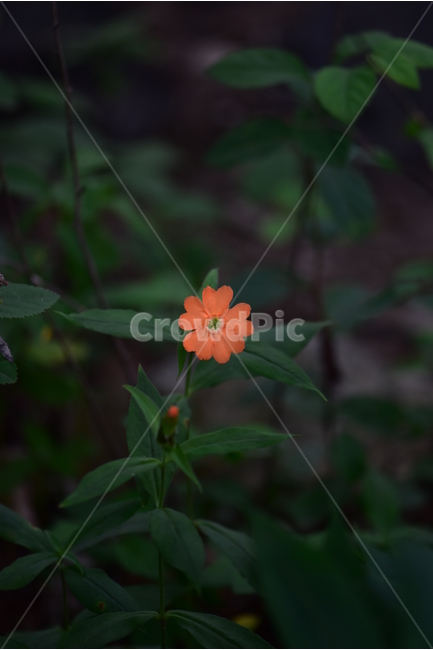 동자꽃,야생화,식물,자연,꽃,생태,힐링,플라워,wildflower,flower,plants,nature,season,감성,느낌,emotion,feeling,여름,오렌지색,여러해살이풀,석죽과,동자꽃속,식물,자연,plants,nature,꽃,flower
