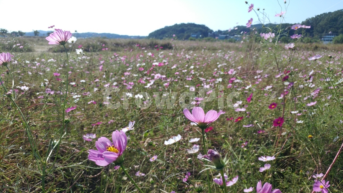꽃,코스모스,식물,자연,flower,가을,plant,blossom,geranium,anemone,제라늄,꽃잎