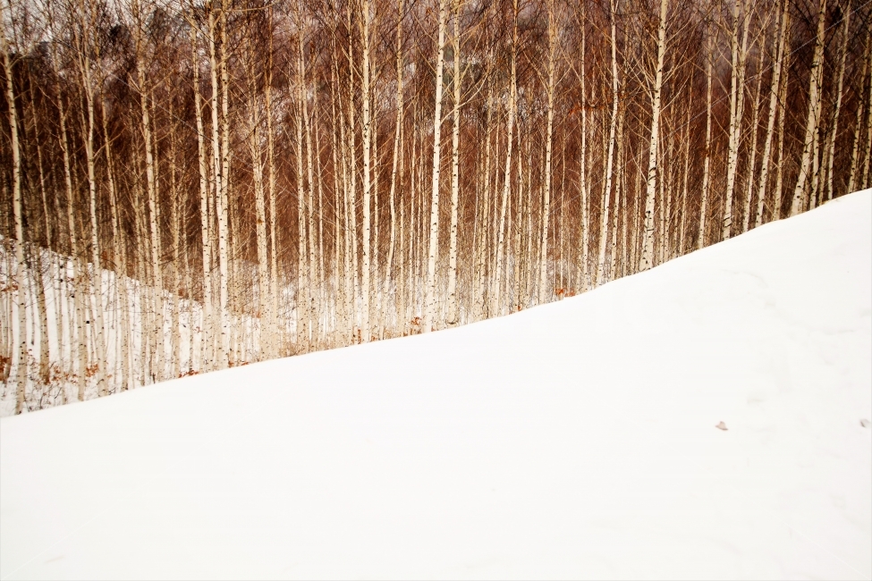 겨울,자작나무,눈,원대리,설경,자연풍경,자연,풍경,nature,landscape,겨울,계절,winter,season,plant,식물