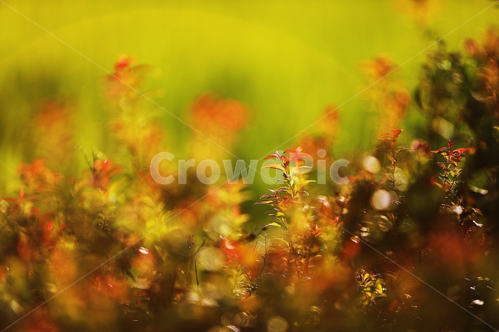 자연,풍경,아름다움,따스함,힐링,식물,자연,plants,nature