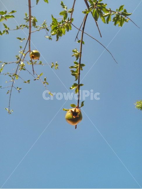 석류나무,석류열매,pomegranate,punicagranatum,석류
