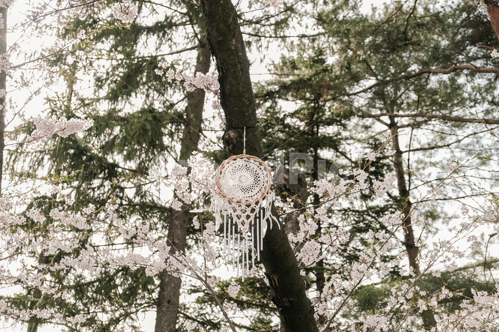 벚꽃,벚꽃나무,자연,봄,계절