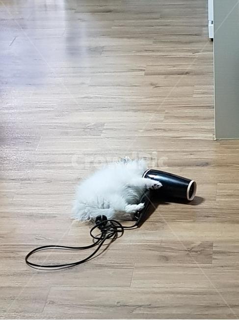 반려견,애완견,반려동물,동물,귀여움,강아지,개,잠,강아지잠,강아지웃음,동물,animal,포유류,mammal,개,강아지,dog,doggy