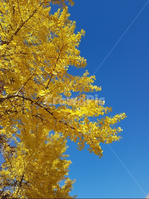 나무,하늘,가을,단풍나무,단풍,가을,계절,fall,autumn,season