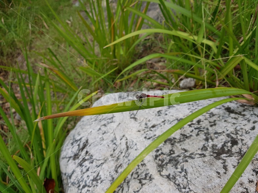 잠자리,고추잠자리,reddragonfly,빨간색,날개,동물,animal,곤충,벌레,insect,bug