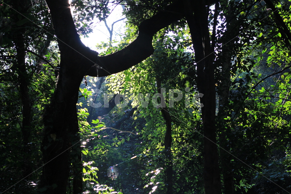 제주,숲,나무,나뭇잎,나무사이빛,자연,풍경,nature,landscape,tree,plant,식물,vegetation,초목,tree trunk,나무 줄기