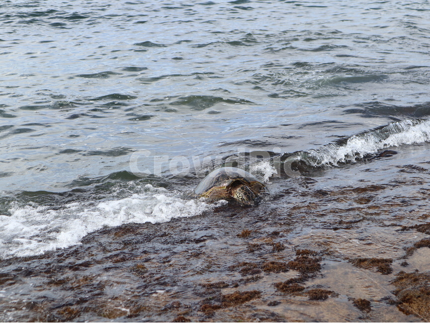 터틀,turtle,animal,동물,sealife,해양생물,nature,자연,water,물,ocean,대양,sea,바다,거북이,터틀비치,파충류,양서류,reptile,amphibian