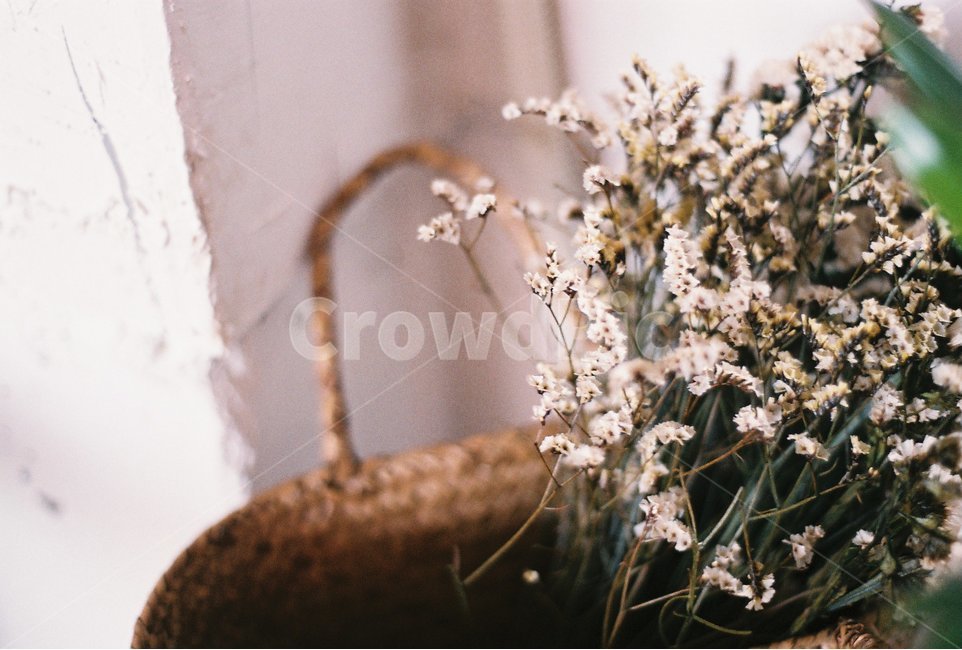 식물,인테리어,장식,말린꽃,필름,감성,식물,자연,plants,nature,꽃,flower,실내용화초,화분,화초,house plant,감성,sensible,feeling,인테리어,실내디자인,interior design