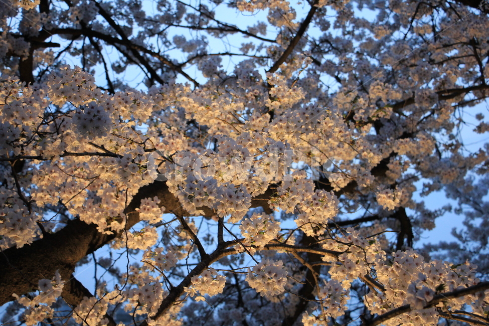 벚꽃,봄,해질무렵,벚나무,야간벚꽃,봄꽃,cherryblossom