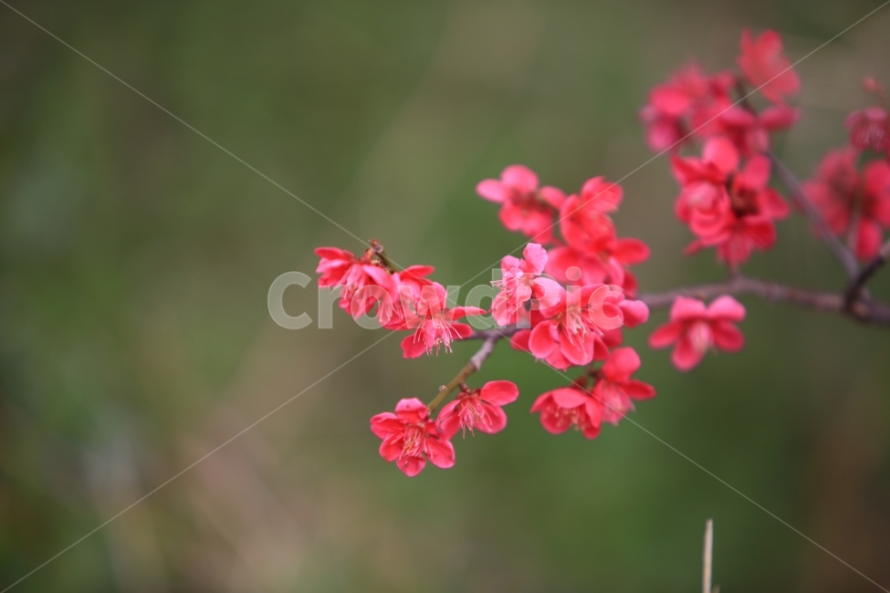홍매화,봄꽃,풍경,자연,매화,봄,계절,spring,season,식물,자연,plants,nature,꽃,flower,plant,geranium,제라늄,blossom