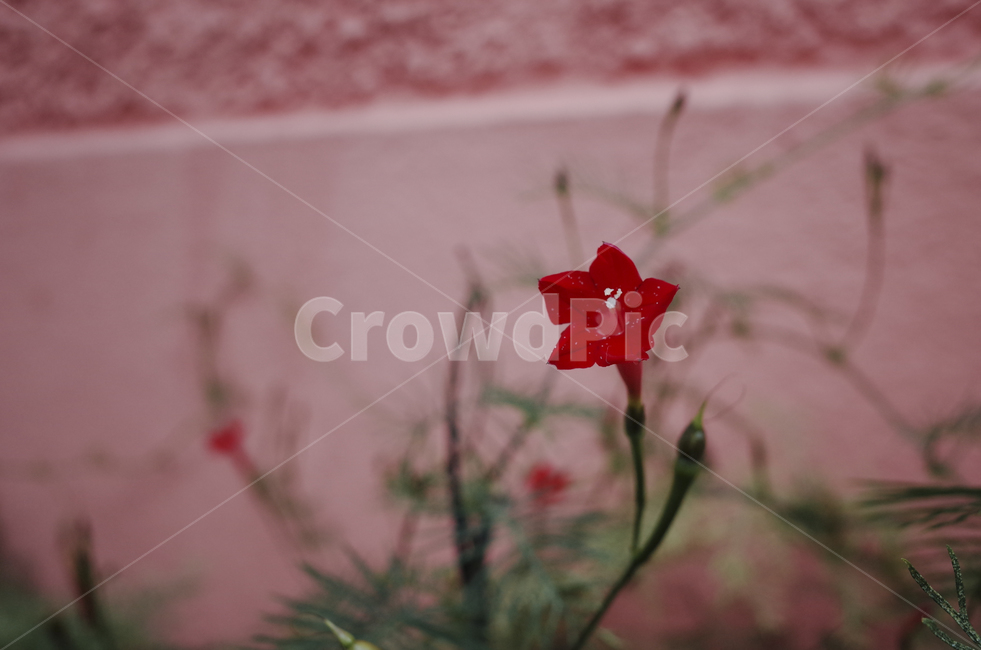 blossom,꽃,flower,식물,plant,red,빨간꽃,빨간,붉은,붉은꽃,들꽃