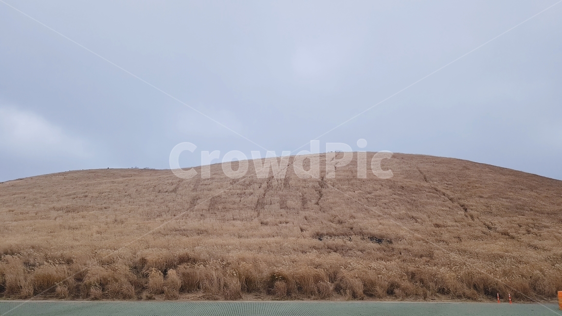 제주,여행,새별오름,자연,풍경,쉼,갈대,자연,풍경,nature,landscape,outdoors,옥외,grassland,목초지,field,들,mound,투수판