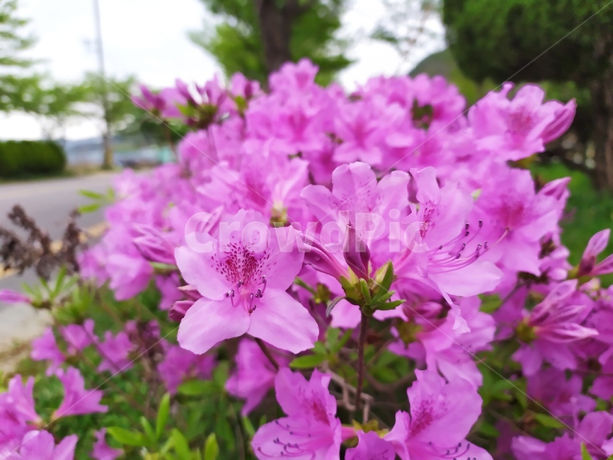 봄꽃,진달래꽃,진달래,들꽃,분홍꽃,식물,자연,plants,nature,꽃,flower