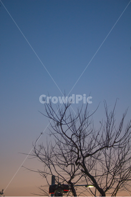 감성,나무,저녁,하늘,석양,몽환,실루엣,오후,겨울,계절,winter,season,야경,밤,풍경,nightscape,night,landscape,식물,자연,plants,nature,나무,trees,wood,outdoors,옥외