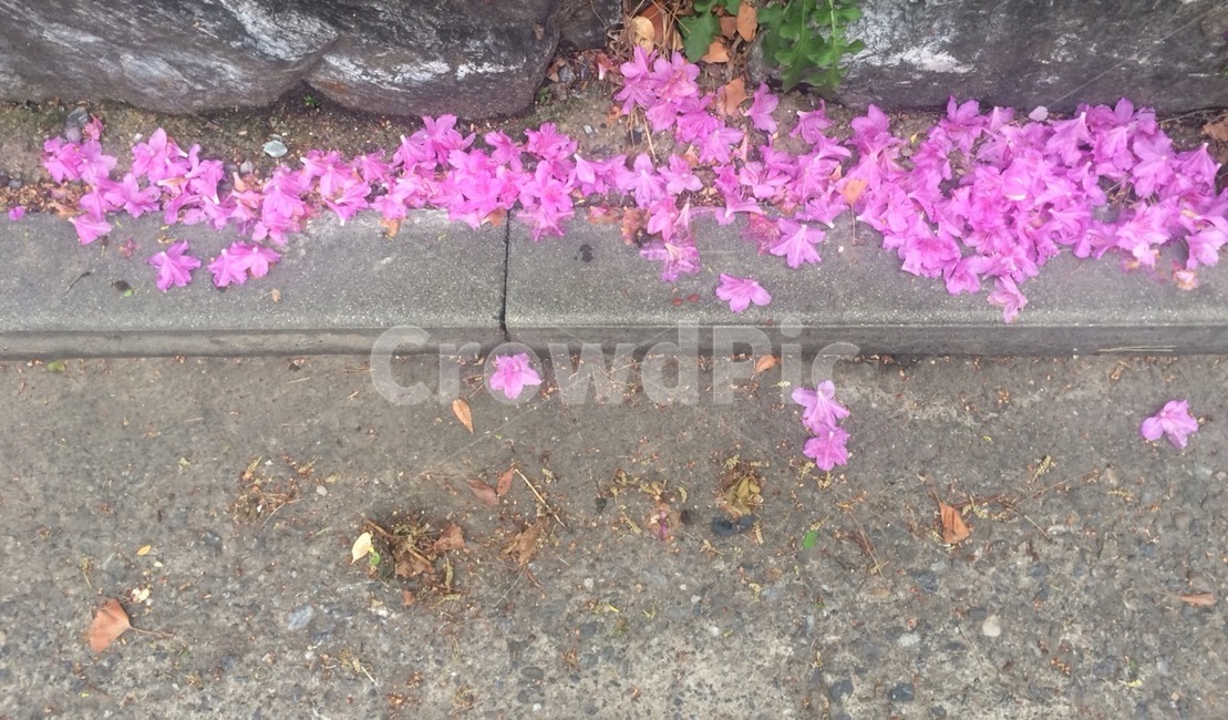 꽃,식물,자연,flower,nature