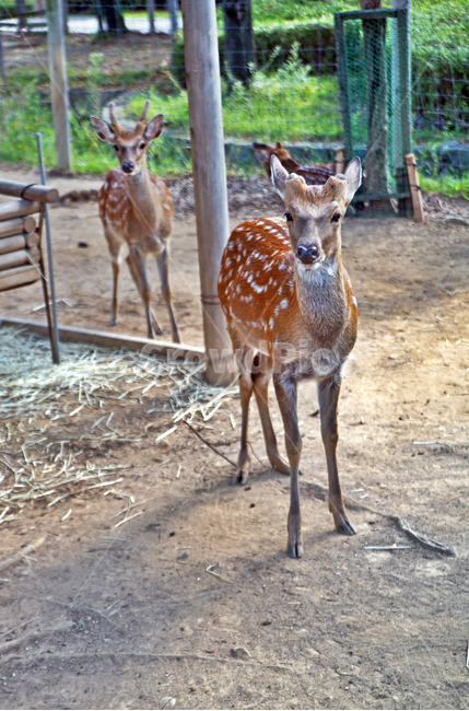 꽃사슴,사슴,동물,반점,월미공원,대륙사슴,매화사슴,포유동물,동물,animal,포유류,mammal