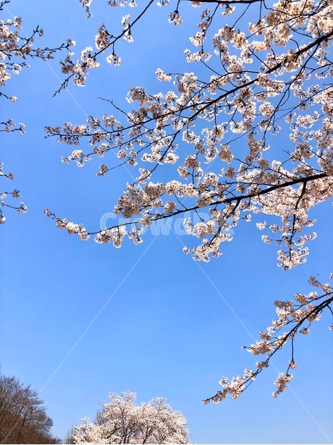 plant,식물,blossom,flower,꽃,벚꽃