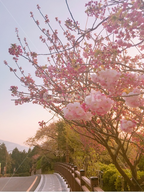 겹벚꽃,벚꽃,노을,벚꽃노을,벚꽃놀이