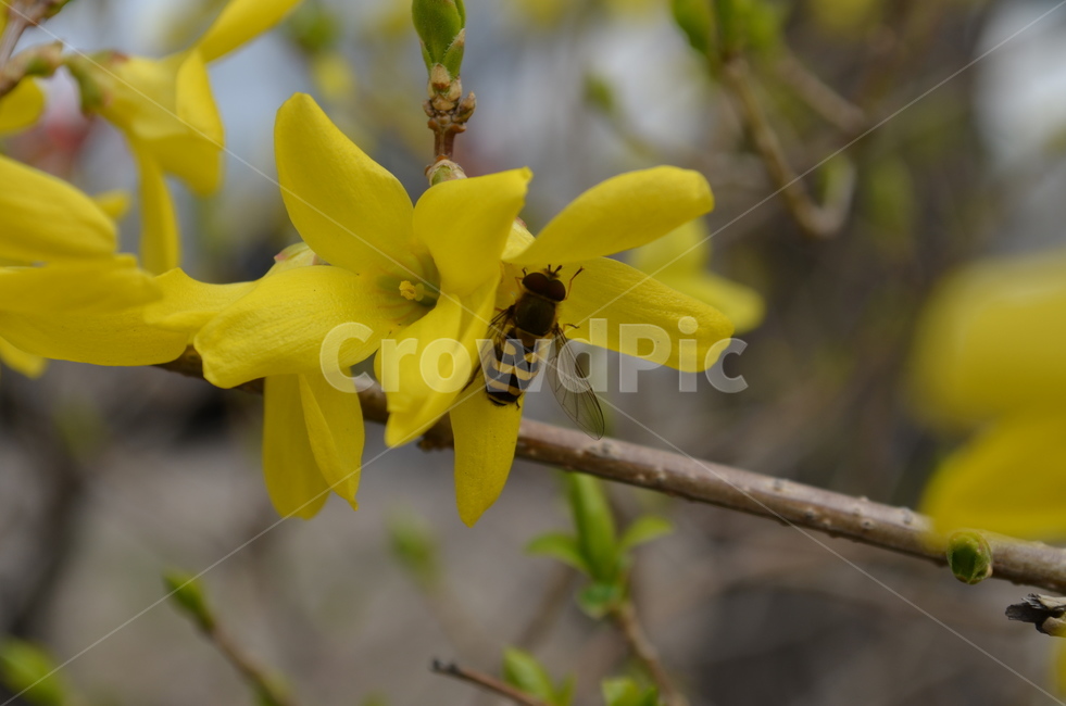 벌,꽃,봄,나무,노란꽃,봄,계절,spring,season,식물,자연,plants,nature,꽃,flower,동물,animal,곤충,벌레,insect,bug,bee,invertebrate,무척추 동물