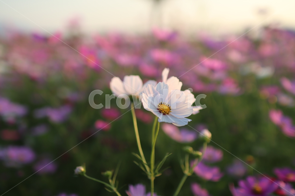 꽃,코스모스,가을,감성,대저,flower,cosmos,가을,계절,fall,autumn,season,식물,자연,plants,nature,꽃,flower,plant,blossom,daisy,데이지,daisies