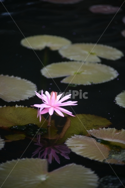 수련,연꽃,반영,물,자연,꽃,연잎,분홍,초록,식물,자연,plants,nature,꽃,flower