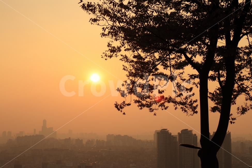 남산타워에서,단풍나무,일몰,풍경사진,미세먼지,도시,풍경,city,landscape,한국도시풍경,한국도시경관,korea cityscape,식물,자연,plants,nature,나무,trees,wood,outdoors,옥외