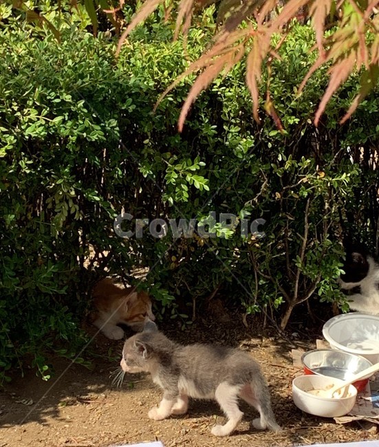 길고양이,아기고양이,새끼고양이,길냥이,고양이들,고양이뒷모습,검정고양이,노란색고양이