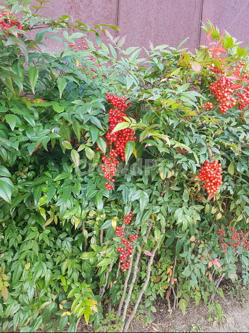 plant,식물,bush,vegetation,초목,vine,덩굴,백량금,천량금,자금우,열매,나무,먼나무,식물,자연,plants,nature