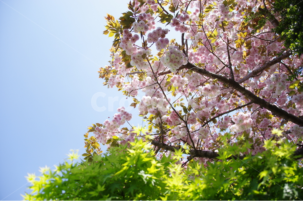 봄,단풍,벚꽃,꽃,푸르름,하늘,봄,계절,spring,season,식물,자연,plants,nature,꽃,flower,감성,sensible,feeling,plant