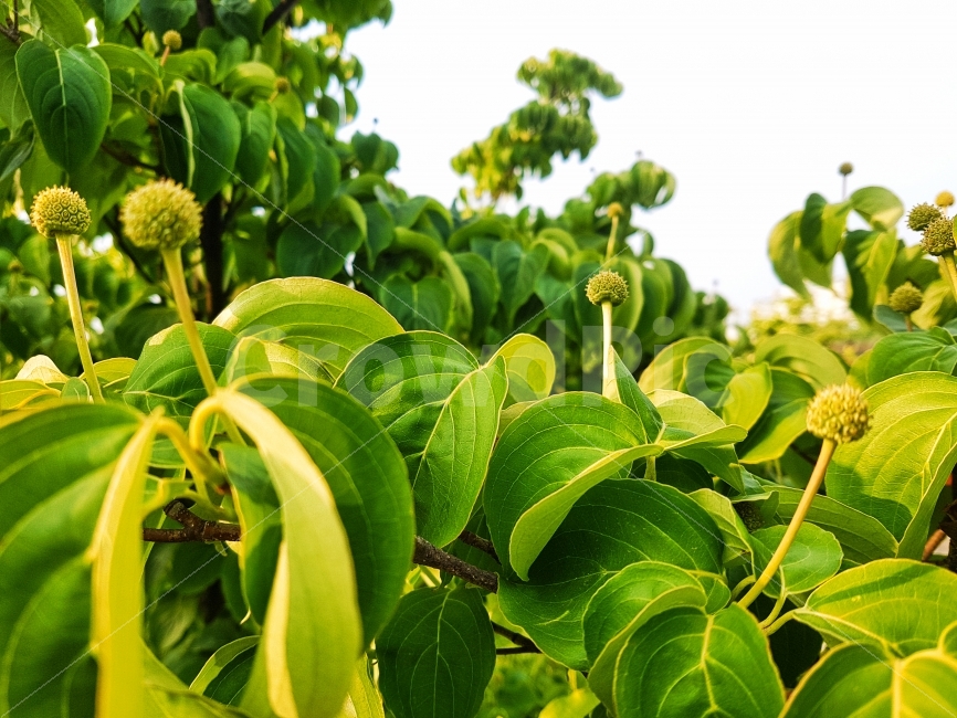 green,background,closeup,day,flower,freshness,color,growth,leaf,nature,nopeople,plant,열매,그린,자연,녹색,잎,후레쉬,식물,백그라운드,배경,식물,자연,plants,nature