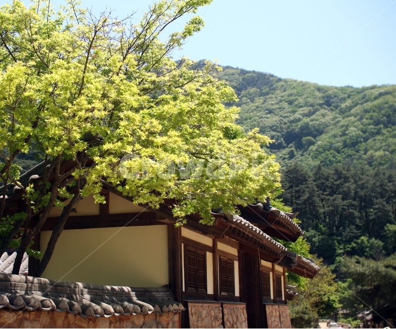 자연,집,계절,기와집,봄,한국전통,한국문화,korean traditional,korean culture,건축물,건물외관,exterior,building,structure,architecture,construction