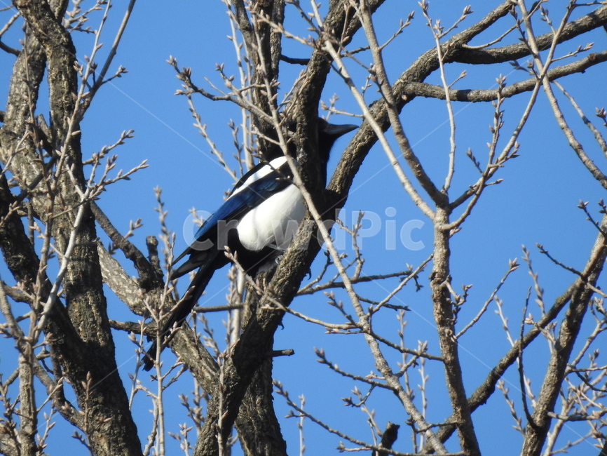 bird,새,animal,동물,자연