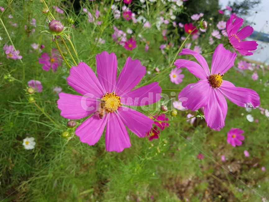벌,bee,꿀벌,꽃,분홍색,flower,blossom,식물,자연,plants,nature,꽃,flower