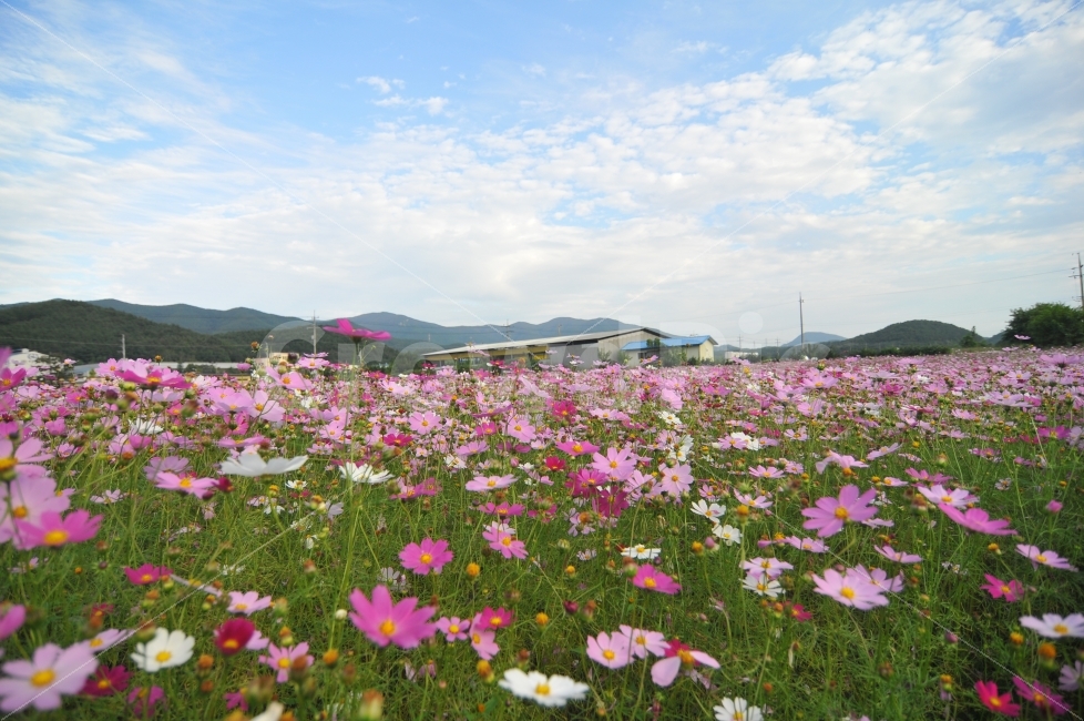 sky,flower garden,autumn,Cosmos,hometown road,Bonggye