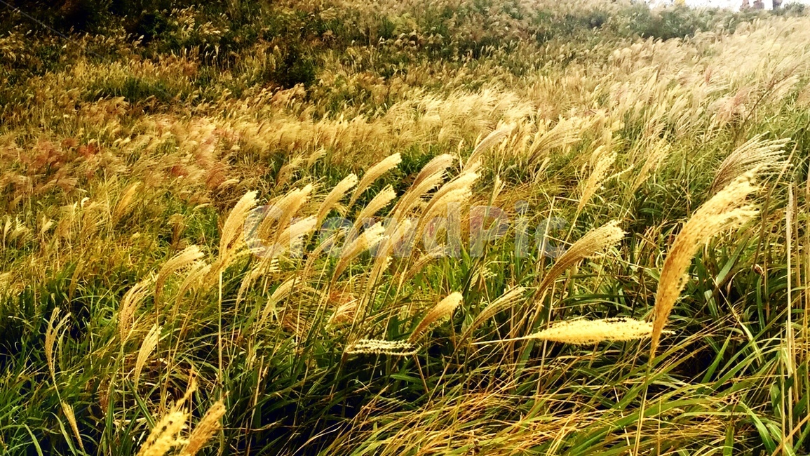 가을,갈대,바람,계절,감성,가을,계절,fall,autumn,season,자연,풍경,nature,landscape,plant,식물,grass,잔디,vegetation,초목