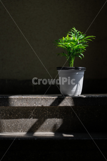 테이블야자,식물,햇빛,그림자,공기정화,실내용화초,화분,화초,house plant