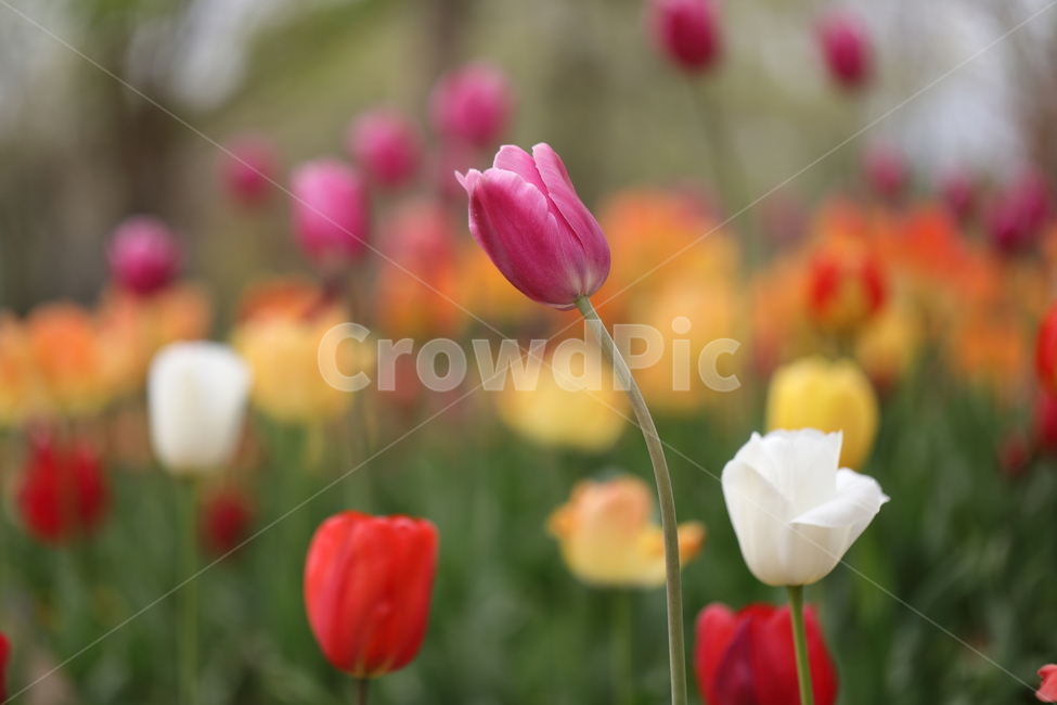 꽃,튤립,꽃밭,봄,계절,자연,색깔,tulips,flower,nature,season,spring,park,field,colors,colorful