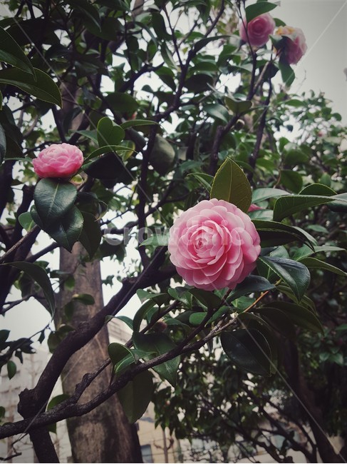 장미,장미꽃,꽃,식물,pinkrose,rose,장미꽃나무