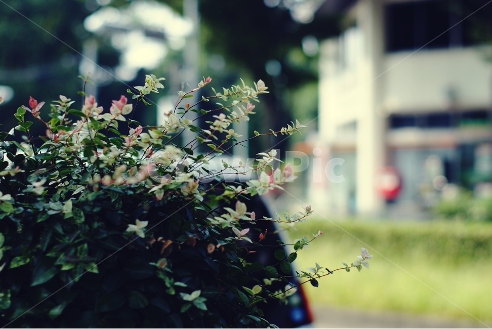 봄,초록,나무,자연,힐링,spring,leaf,green,tree,nature,healing,여유,휴식,relax,나뭇잎,잎,봄,계절,spring,season,식물,자연,plants,nature,감성,sensible,feeling