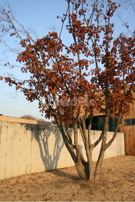 가을,나무,단풍,공원,풍경,plants,nature,가을,계절,fall,autumn,season,식물,자연,plants,nature,나무,trees,wood,tree,plant,tree trunk,나무 줄기