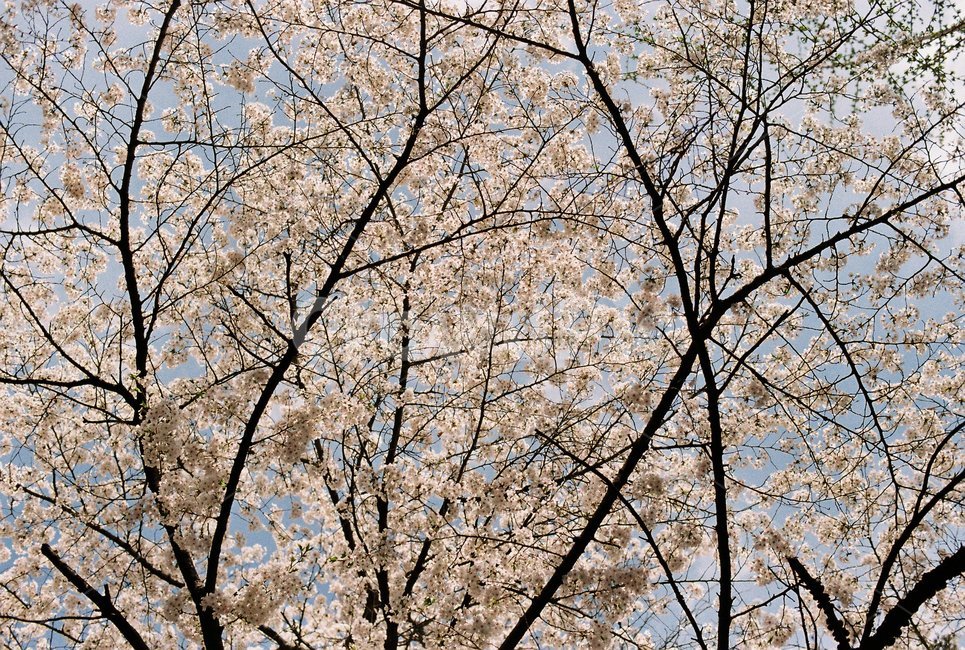 봄,꽃,벚꽃,필름,아날로그,감성,자연,풍경,sring,flower,film,analog,nature,ladnscpae,봄,계절,spring,season,식물,자연,plants,nature,꽃,flower,plant,blossom,cherry blossom