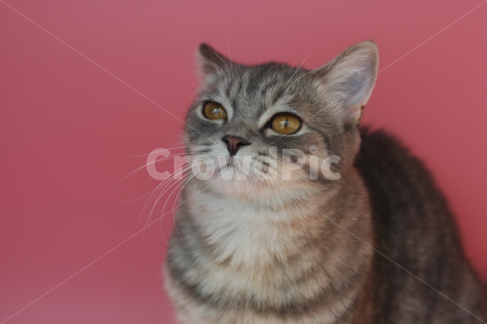 kitten,mixed cat,cat,gray cat