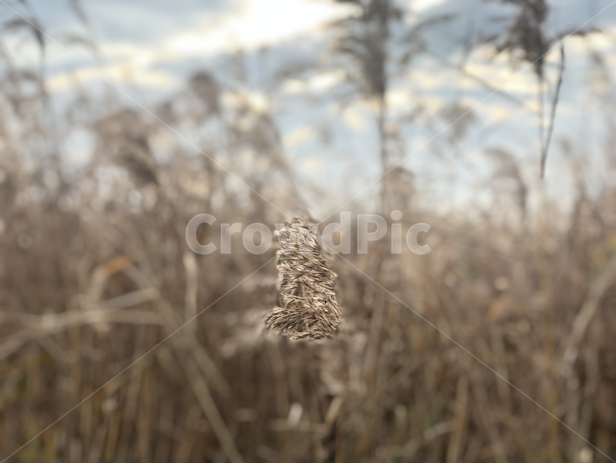 grass,plant,식물,lawn,잔디,reed,갈대,갈대밭,하늘,감성사진,감성,sky,autumn