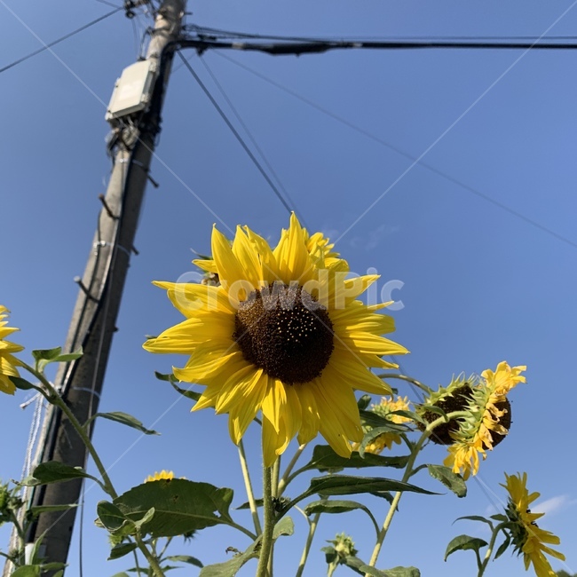 plant,식물,flower,blossom,꽃,해바라기,노란색,전봇대,식물,자연,plants,nature,꽃,flower