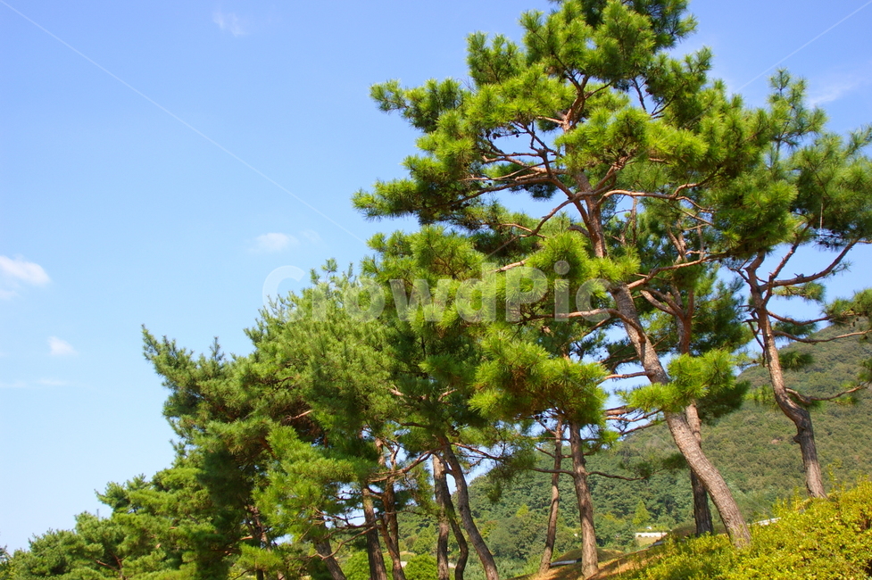 나무,식물,tree,plant,야외