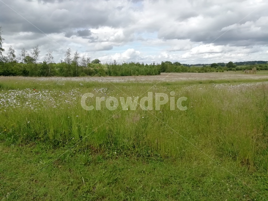 grassland,목초지,field,들,자연,nature,옥외,outdoors,풍경,landscape