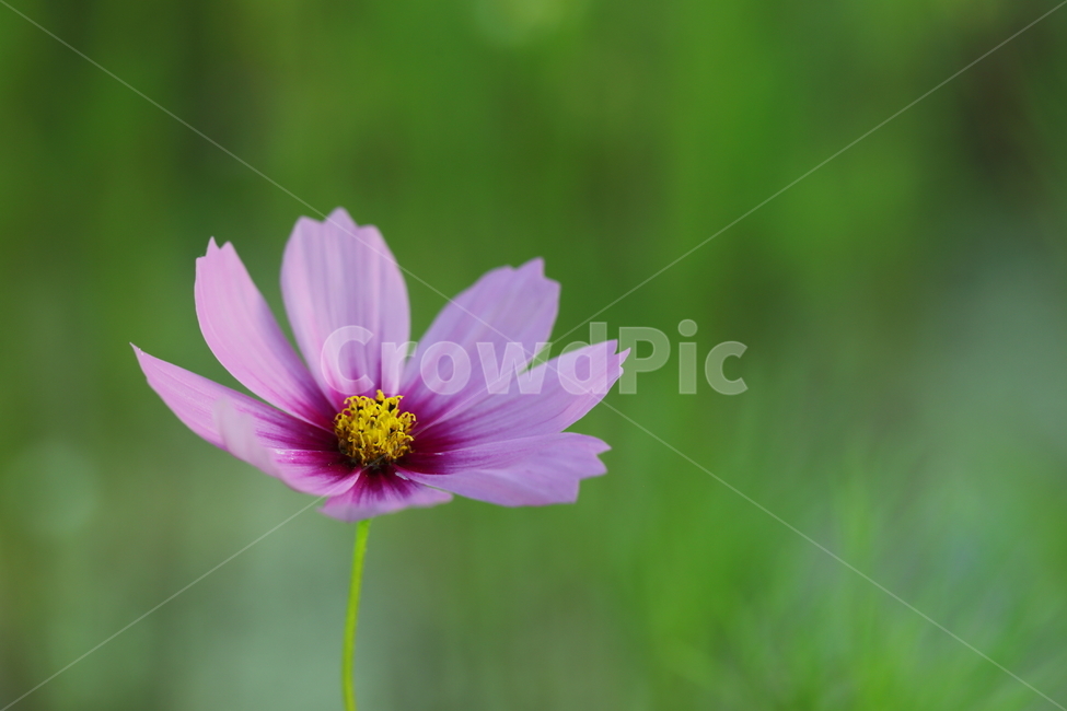 코스모스,꽃,식물,flower,plant,cosmos,식물,자연,plants,nature,꽃,flower