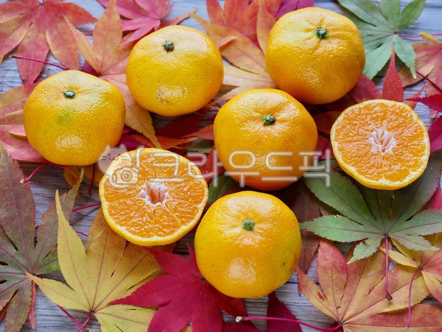 귤,제주감귤,제주도특산품,감귤,과일,제주도,노랑,음식,배경,tangerine,jejutangerine,jejuislandspecialties,fruit,jejuisland,yellow,food,background,citrusfruit,감귤류과일,식물,가을,단풍잎,잎사귀,autumn,mapleleaf,leaf