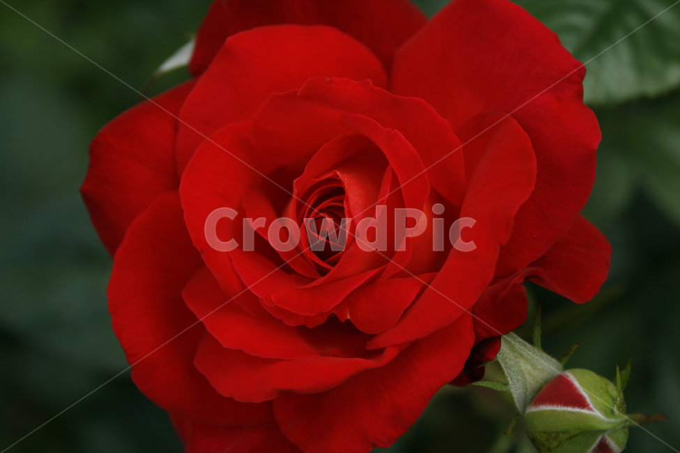 장미,식물,flower,plants,nature,꽃,꽃봉오리,식물,자연,plants,nature,꽃,flower
