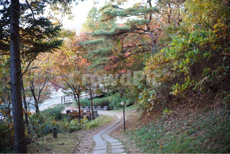 가을,나무,자연,꽃,숲,자연,풍경,nature,landscape,tree,plant,식물,outdoors,옥외